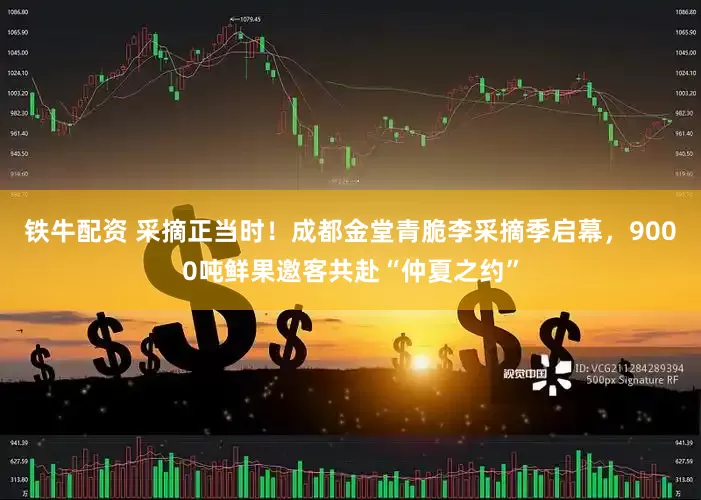 铁牛配资 采摘正当时！成都金堂青脆李采摘季启幕，9000吨鲜果邀客共赴“仲夏之约”
